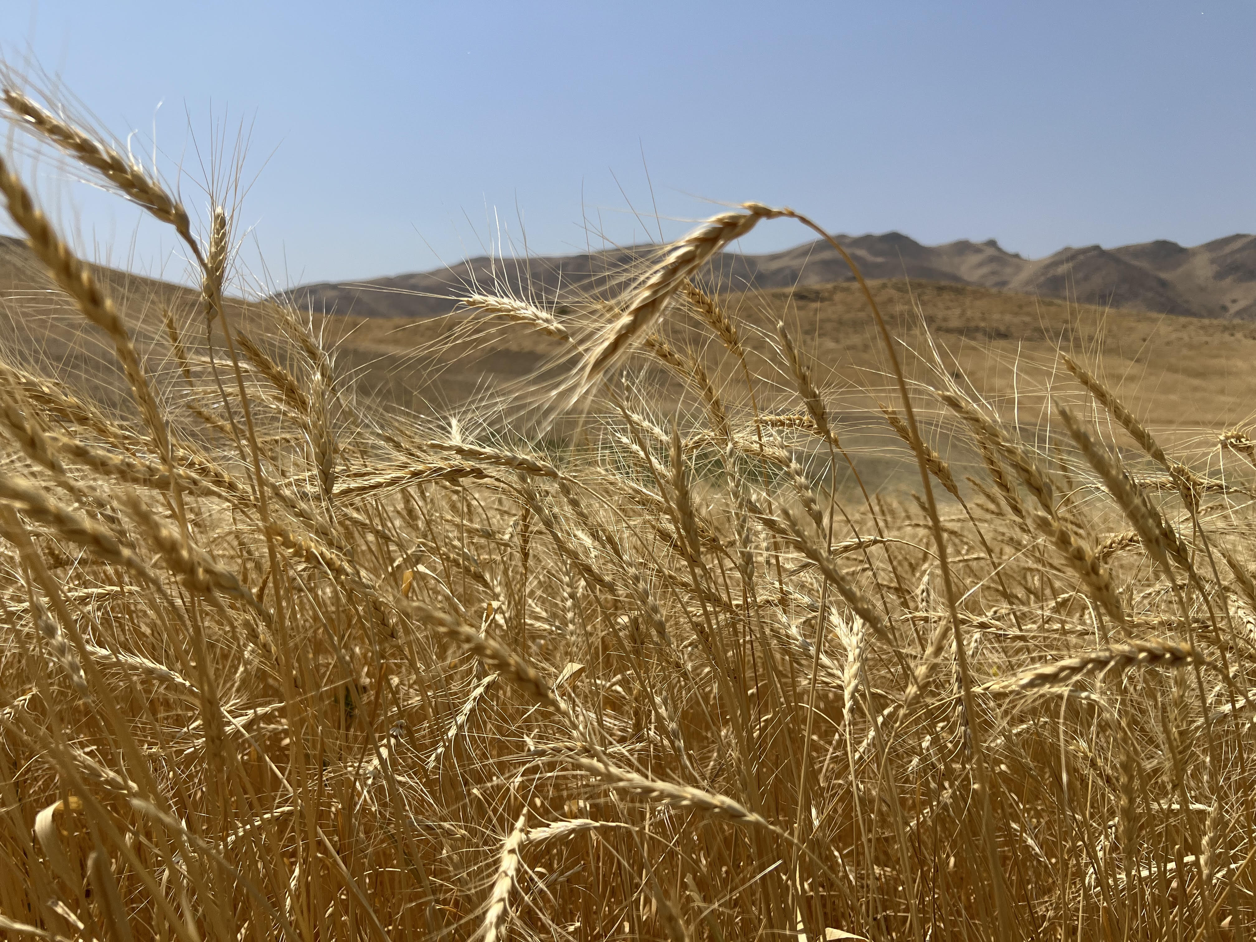 Enhanced wheat cultivar research
